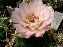 Gymnocalycium ritterianum